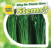 Why Do Plants Have Stems? (Plant Parts)