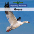 Geese (2) (Migrating Animals)