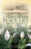 Peace Lily (the Katherine Wheel)