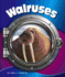 Walruses (in the Deep Blue Sea)