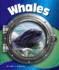Whales (in the Deep Blue Sea)