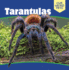 Tarantulas (Our Weird Pets)