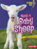 Meet a Baby Sheep Format: Library