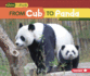 From Cub to Panda Format: Paperback