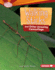 Walking Sticks and Other Amazing Camouflage Format: Library