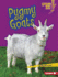 Pygmy Goats (Lightning Bolt Books �? Little Pets)