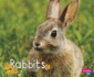 Rabbits