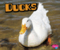Ducks (Farm Animals)