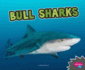 Bull Sharks (All About Sharks)