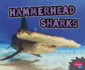 Hammerhead Sharks (All About Sharks)