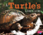 A Turtle's Life Cycle (Explore Life Cycles)