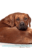 Rhodesian Ridgeback Affirmations Workbook Rhodesian Ridgeback Presents Positive and Loving Affirmations Workbook Includes Mentoring Questions, Guidance, Supporting You