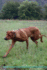 Rhodesian Ridgeback Affirmations Workbook Rhodesian Ridgeback Presents Positive and Loving Affirmations Workbook Includes Mentoring Questions, Guidance, Supporting You
