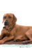 Rhodesian Ridgeback Affirmations Workbook Rhodesian Ridgeback Presents Positive and Loving Affirmations Workbook Includes Mentoring Questions, Guidance, Supporting You