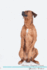 Rhodesian Ridgeback Affirmations Workbook Rhodesian Ridgeback Presents Positive and Loving Affirmations Workbook Includes Mentoring Questions, Guidance, Supporting You