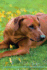Rhodesian Ridgeback Affirmations Workbook Rhodesian Ridgeback Presents Positive and Loving Affirmations Workbook Includes Mentoring Questions, Guidance, Supporting You