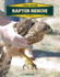 Raptor Rescue (Xtreme Raptors)
