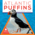 Atlantic Puffins