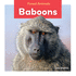 Baboons (Forest Animals)