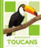 Toucans (Rain Forest Animals)