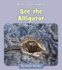 See the Alligator (Hello, Everglades! )