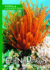 Echinoderms (Animal Classification)