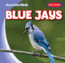 Blue Jays (Beautiful Birds)