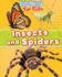 Insects and Spiders