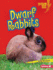 Dwarf Rabbits Format: Library Bound