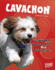 Cavachon: Cavalier King Charles Spaniels Meet Bichon Frises! (Top Hybrid Dogs)