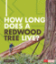 How Long Does a Redwood Tree Live? (How Long Does It Take? )