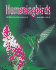 Hummingbirds: a Beginner's Guide