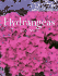 Hydrangeas