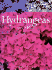 Hydrangeas