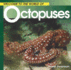 Welcome to the World of Octopuses (Welcome to the World Series)