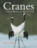 Cranes: a Natural History of a Bird in Crisis
