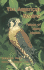 The American Kestrel: Falcon of Many Names