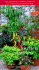 The Kitchen Garden (Garden Project Workbooks)
