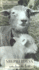 Shepherdess: Notes From the Field