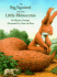 Big Squirrel & Little Rhinocerous (North-South Paperback)