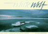White Wolf: Living With an Arctic Legend