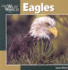 Eagles (Our Wild World)