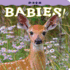 Deer Babies! (Babies! (Farcountry Press))
