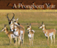 A Pronghorn Year: a Visual Tribute to North America's Pronghorn