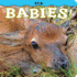 Elk Babies! (Babies! (Farcountry Press))