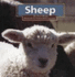 Sheep (Early Reader Science)