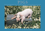 Pigs