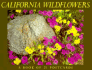 California Wildflowers Postcard Book