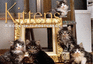 Kittens a Book of 21 Postcards