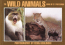Wild Animals: a Book of 21 Postcards